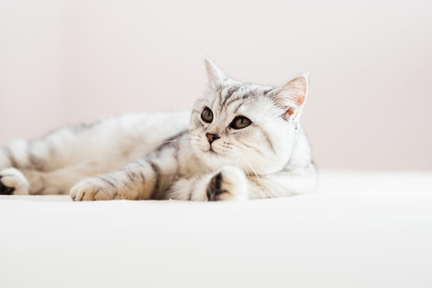 Grey kitten on couch Furry pedigreed pet indoors Little best friends concept