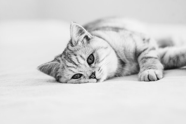 Grey kitten on couch Furry pedigreed pet indoors Little best friends concept