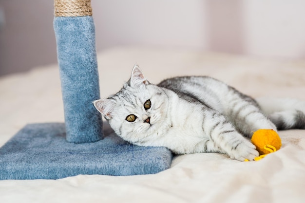 Grey kitten on couch Furry pedigreed pet indoors Little best friends concept