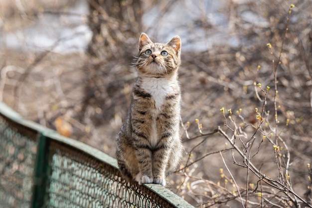 フェンスの上の灰色の子猫