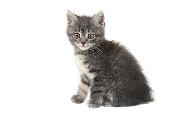 Grey kitten isolated on white