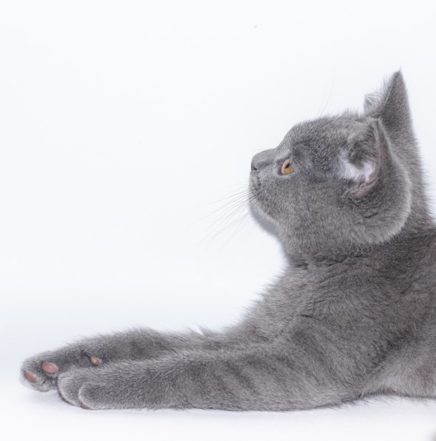 A grey kitten lies on white