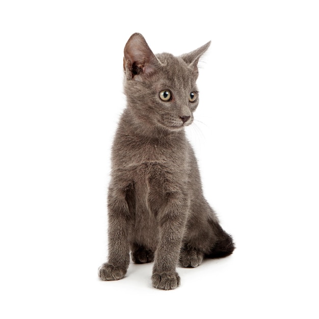 Grey kitten looking to side