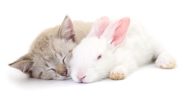 Grey kitten playing with white rabbit on white background