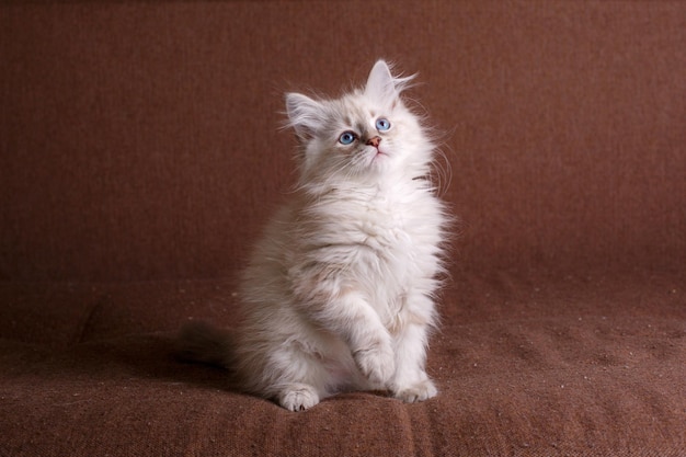 Grey kitten with blue eyes on a brown background