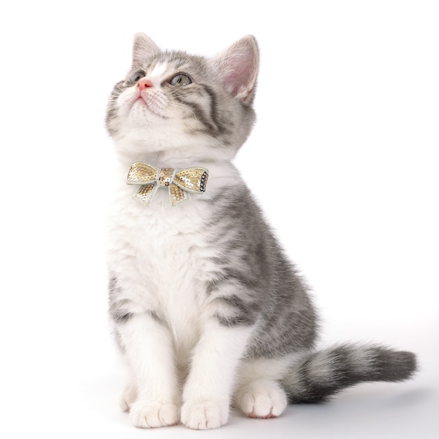 Grey kitten with a bow on his neck sitting on a white surface and looking up