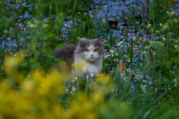 ワスレナグサの灰色の子猫。猫は青いワスレナグサの花に囲まれた夏の庭に座っています