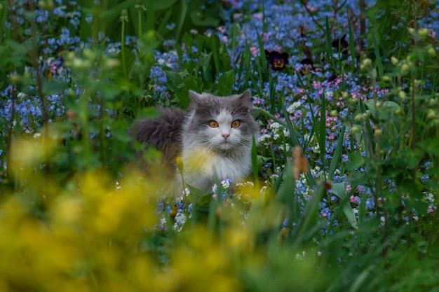 Grey kitten with forget me nots. Cat sits in a summer garden among blue forget-me-not flowers