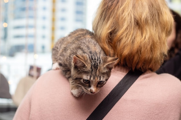 Grey kitten on a womans shoulder closeup