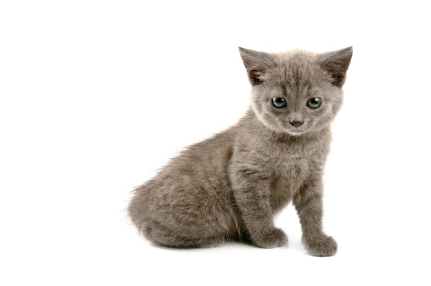 Grey kitten