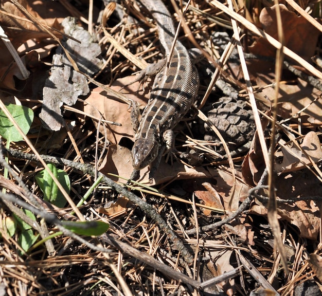 Grey lizard in the dry grass