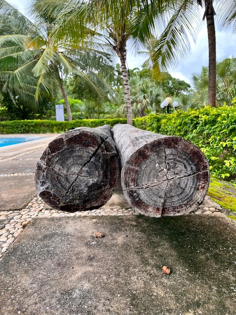 Photo grey logs with growth rings at a swimming pool