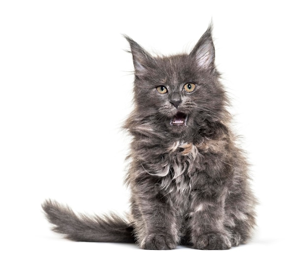 Grey Maine coon kitten sitting isolated