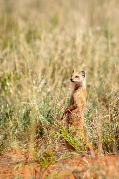 Photo grey mongoose in field