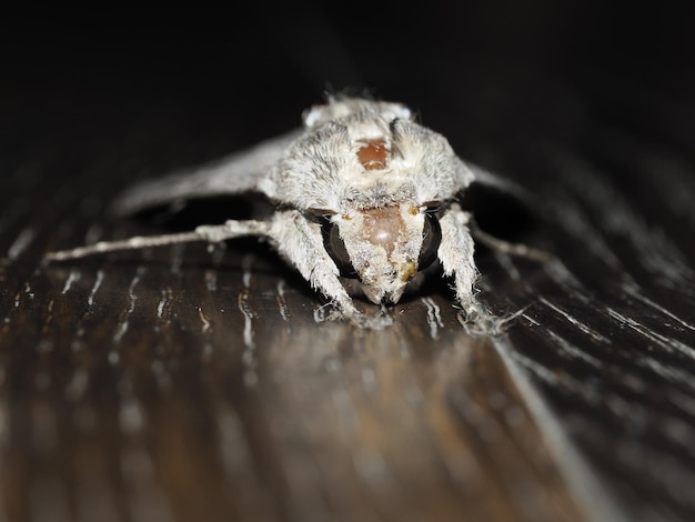 Grey moth insect close up