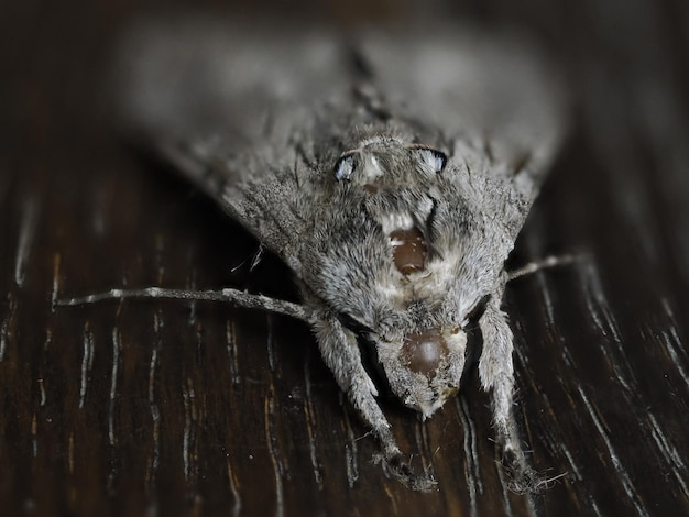 Grey moth insect close up