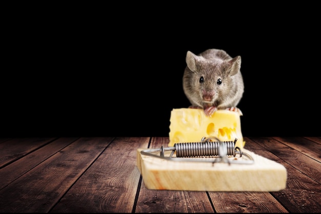 Grey mouse and mouse trap with cheese