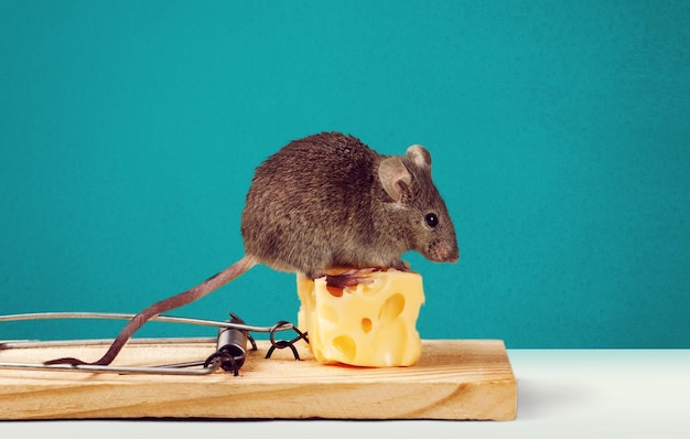 Grey mouse and mouse trap with cheese