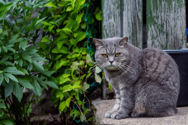 家のベランダに座っている灰色の老猫