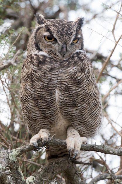 Grey owl portrait while looking at you