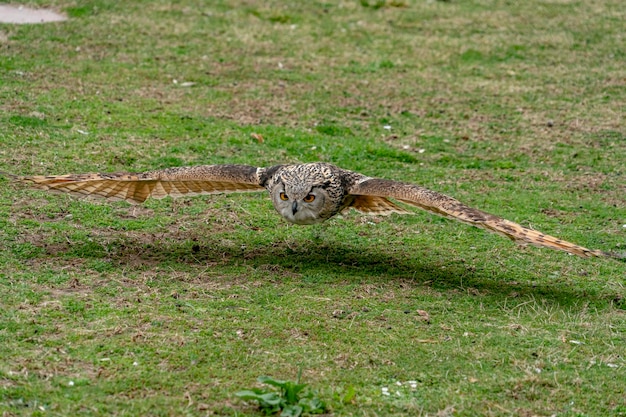 Grey owl while flying close to the grass ground