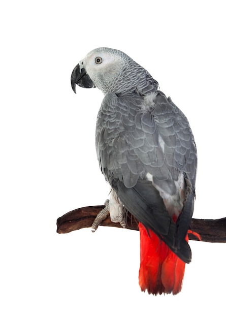 Grey Parrot with red tail perched on a branch isolated on a white background