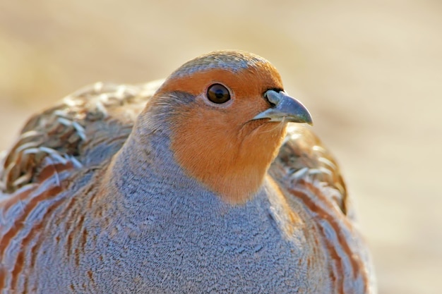 Grey partridge closeup