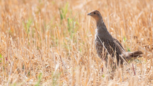 Grey Partridge. Perdix perdix partridge in a beautiful light.