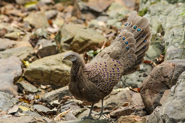 Grey Peacock-Pheasant (Polyplectron bicalcaratum) in de natuur