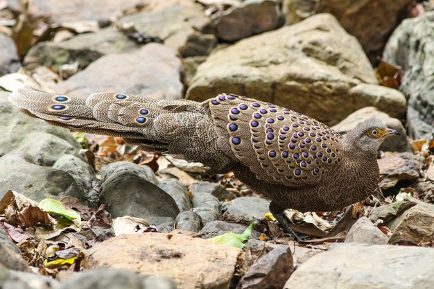 자연에서 회색 공작 꿩 (Polyplectron bicalcaratum)