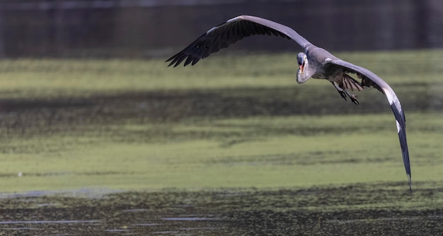 A grey pelican flies over a pond with a green algae covered surface.