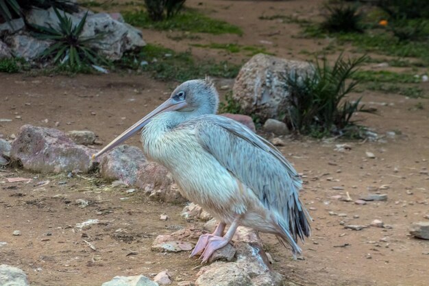 Grey Pelican Strolling in Nature