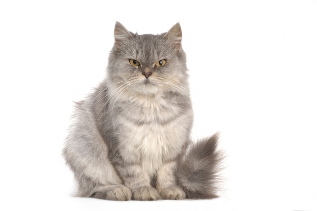 Grey persian cat