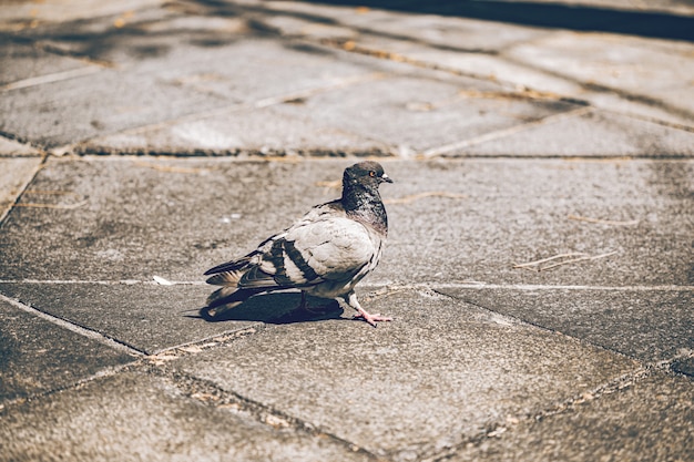 写真 灰色の鳩はダウンタウンの通りに座っています。