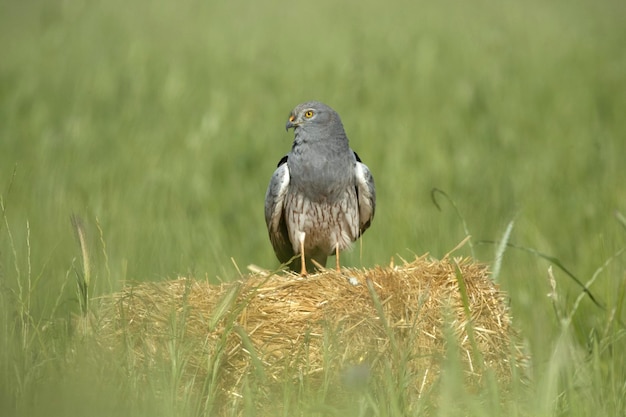 A grey pigeon sits on a hay bale in a field.