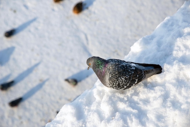 Grey pigeon sits on white snow in a city in winter