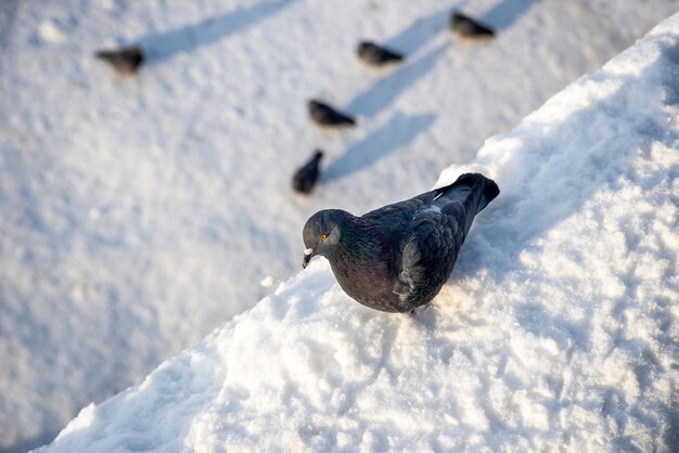 上から撮影した雪の上に座っている灰色の鳩