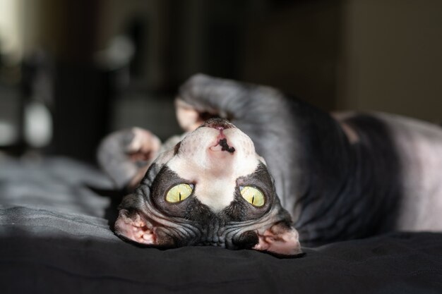 Sphynx canadese del gatto di razza grigia si trova sul letto