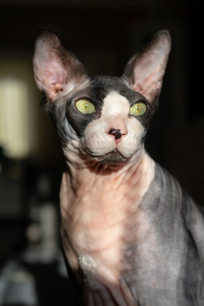 Grey purebred cat canadian sphynx with green eyes	