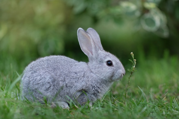 Grey rabbit in the grass