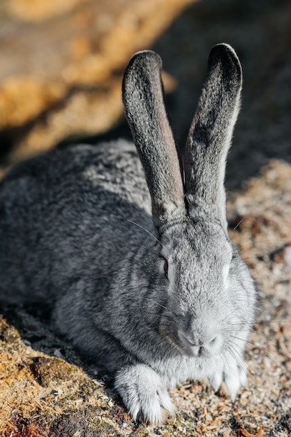 Grey rabbit in green grass on the farm