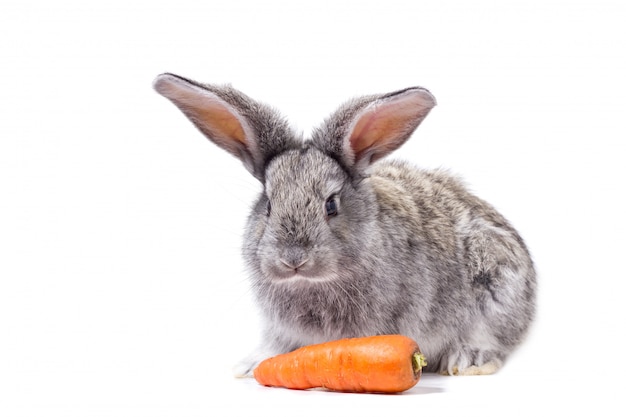 grey rabbit isolate with carrots, decorative rabbit