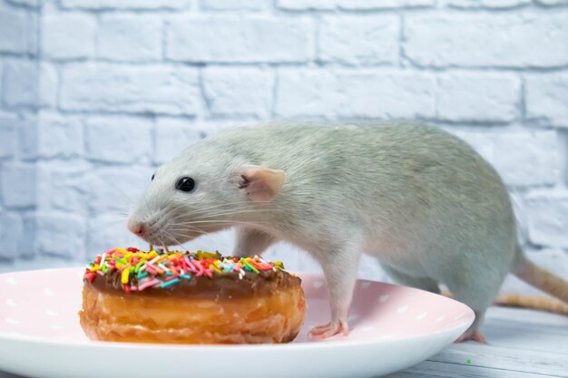 Grey rat eating sweet donut pastry. Not on a diet.birthday.