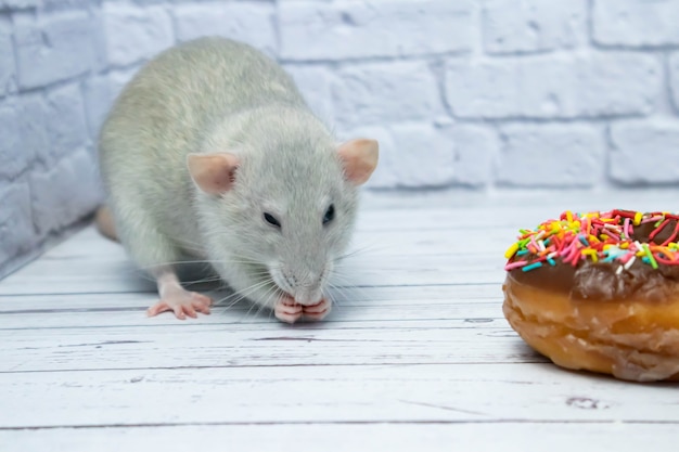 Grey rat eating sweet donut pastry. Not on a diet.birthday.