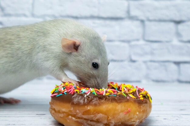 Grey rat eating sweet donut pastry. Not on a diet.birthday.