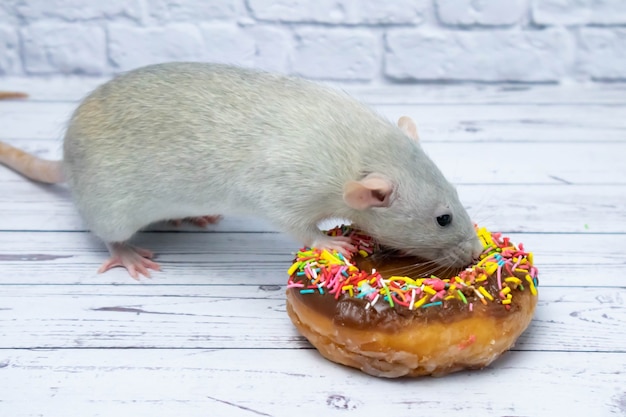 Ratto grigio che mangia pasta di ciambella dolce. non su una dieta.compleanno.