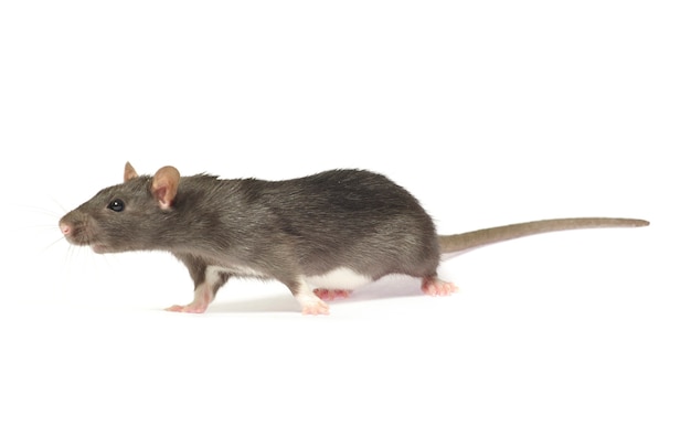 Ratto grigio isolato su sfondo bianco