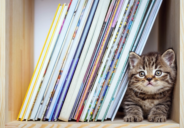 Grey scottish cat sitting on bookshelf and looking at camera