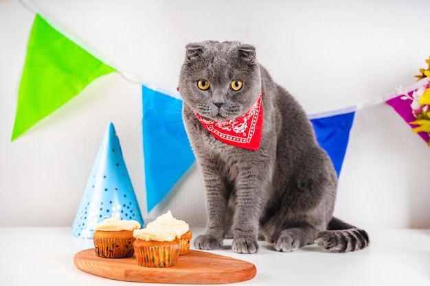 회색 스코틀랜드 폴드 고양이는 화려한 깃발이 있는 축제 장식으로 둘러싸인 생일을 축하합니다