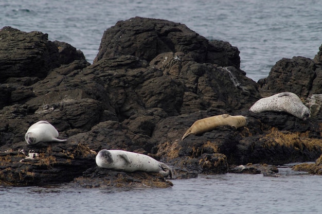 Grey seal at the abandoned farm of Hindisvik on the Vatnsnes peninsula Iceland